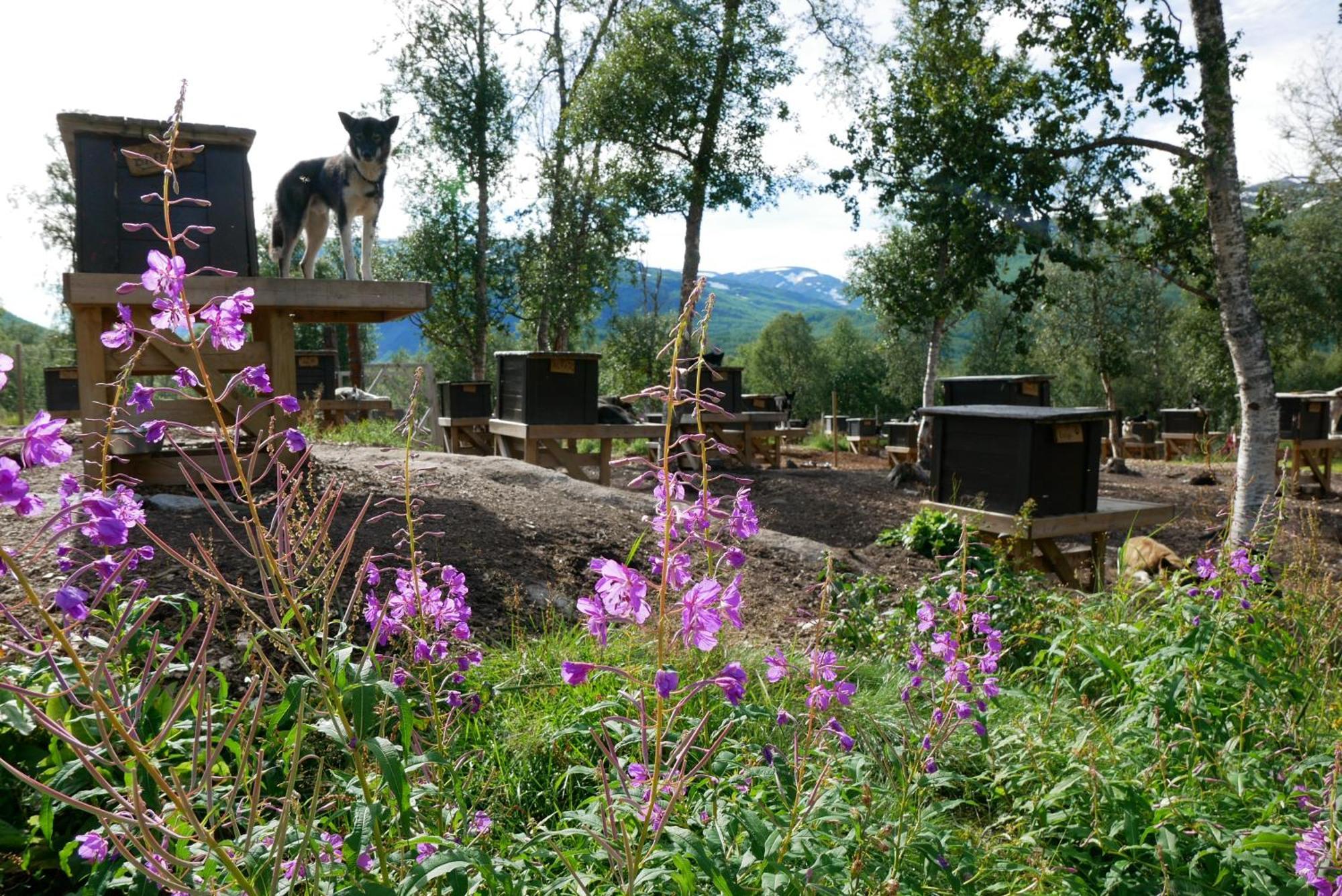 Bardu Huskylodge 外观 照片