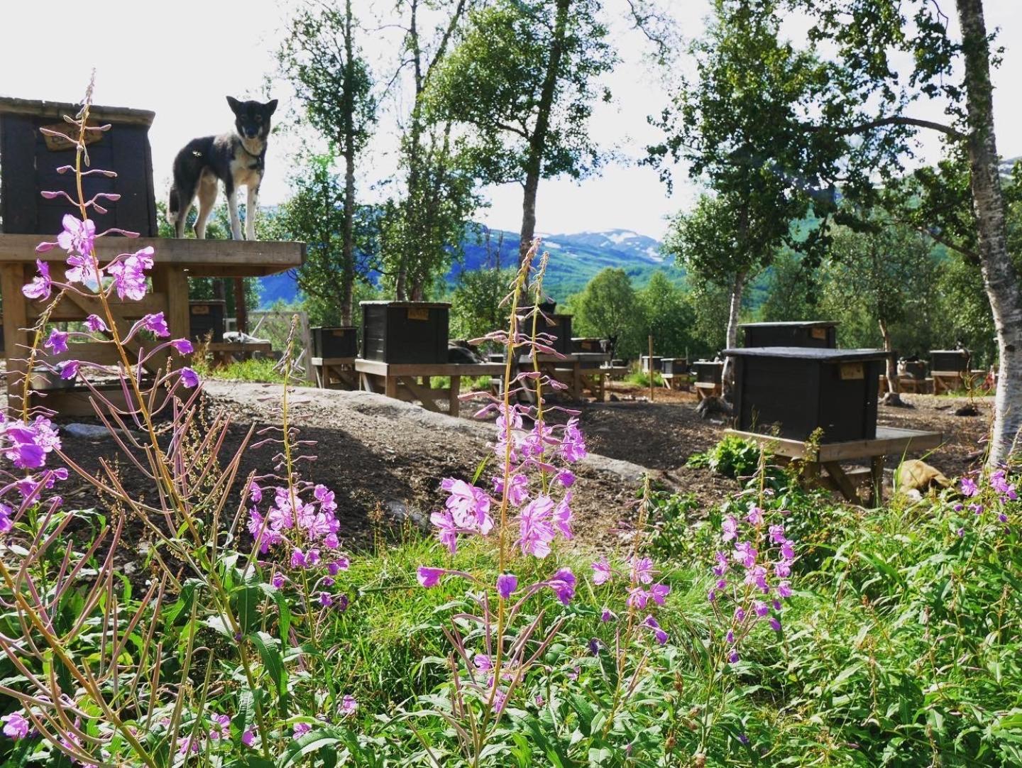 Bardu Huskylodge 外观 照片